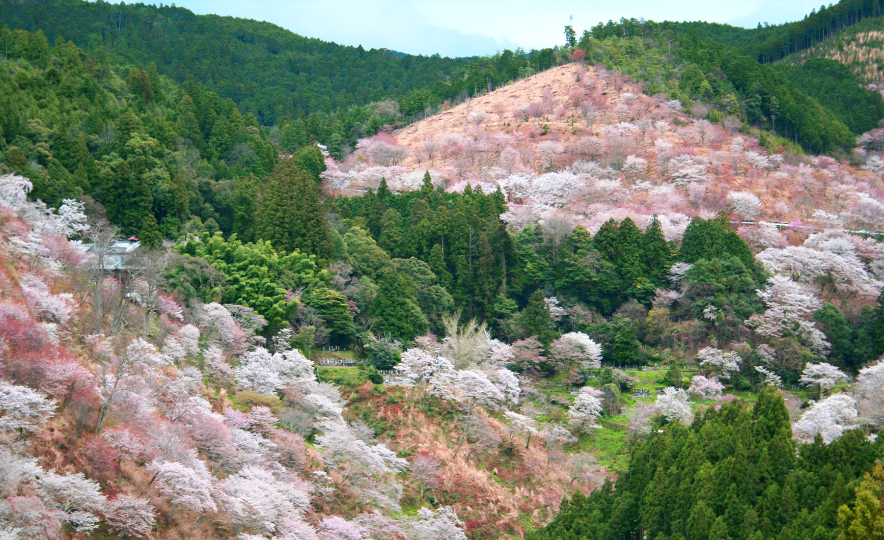 Yoshino Senbonzakura