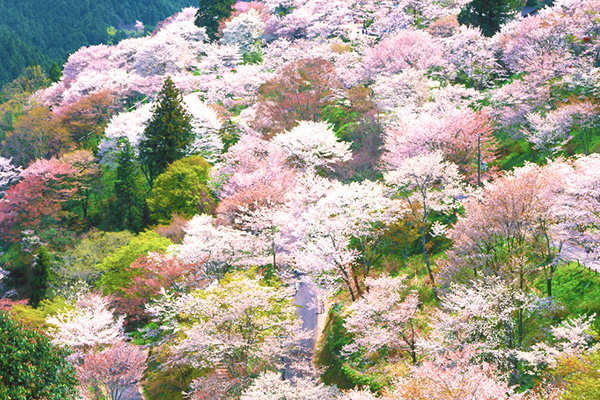 吉野千本桜の吉野山